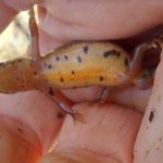 Lissotriton vulgaris - Foto M. Pelazza